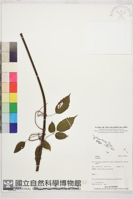 登錄號:S207809藏品圖，第1張