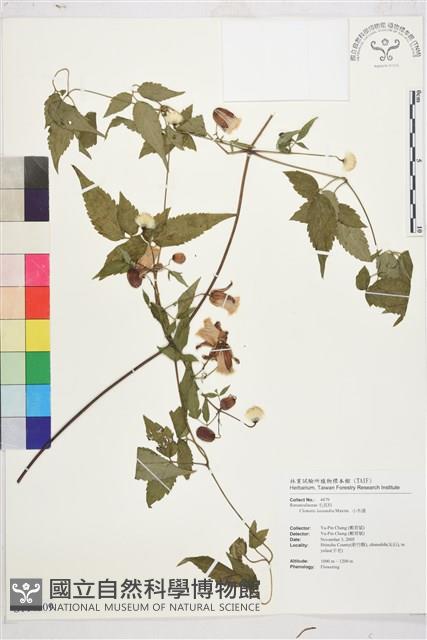 小木通藏品圖，第1張