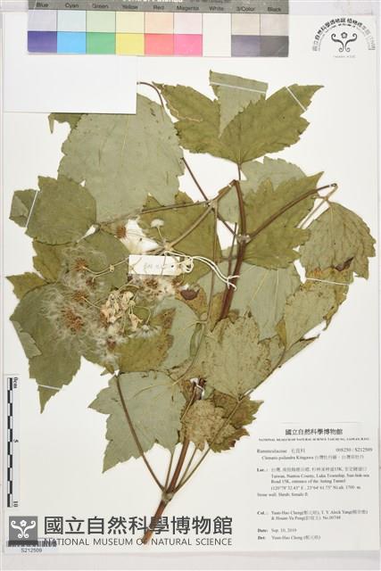 台灣牡丹藤、台灣草牡丹藏品圖，第1張