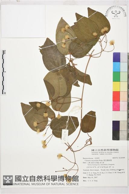 麥氏鐵線蓮藏品圖，第2張