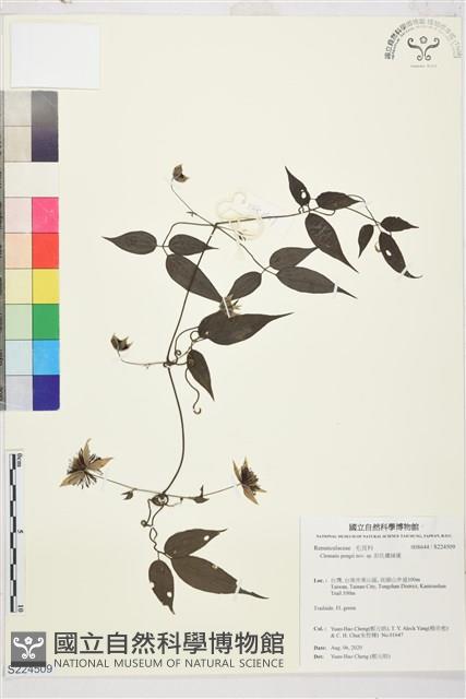 彭氏鐵線蓮藏品圖，第1張