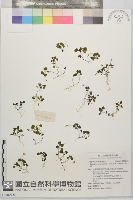 山桔梗藏品圖，第1張