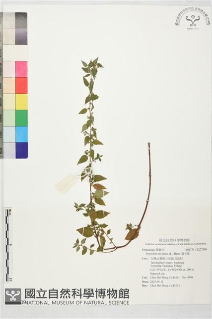 霧水葛藏品圖，第1張