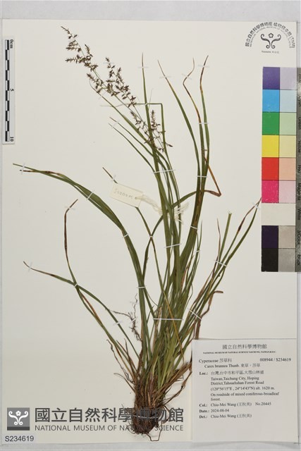 束草、莎草藏品圖，第1張