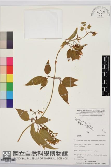 登錄號:S196019藏品圖，第1張