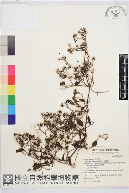 威靈仙藏品圖，第1張