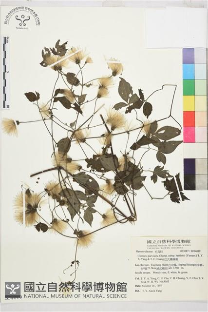 巴氏鐵線蓮藏品圖，第2張