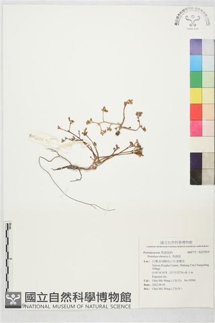 馬齒莧藏品圖，第1張