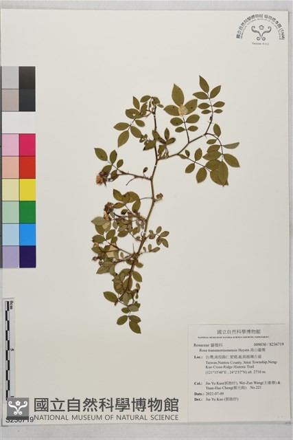高山薔薇藏品圖，第1張