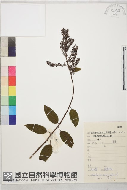 勾兒茶藏品圖，第1張