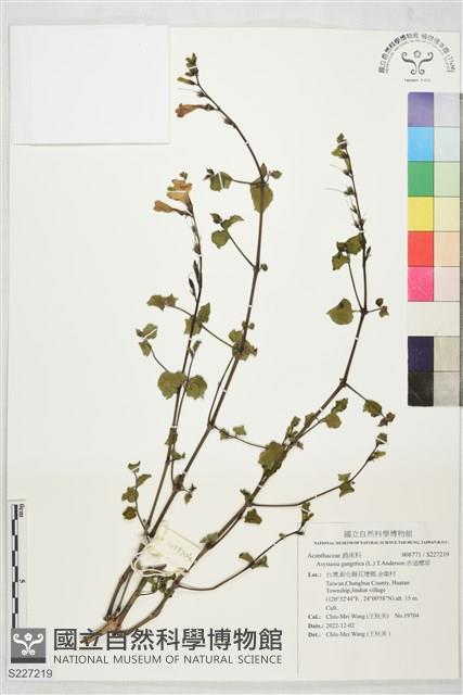 赤道櫻草藏品圖，第1張