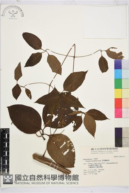 厚葉鐵線蓮藏品圖，第2張