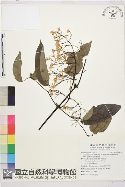 柱果鐵線蓮藏品圖，第1張