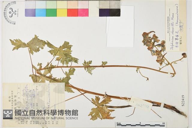 米林翠雀花藏品圖，第1張