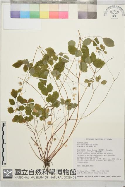 臺灣唐松草、臺灣鐵大烏藏品圖，第1張