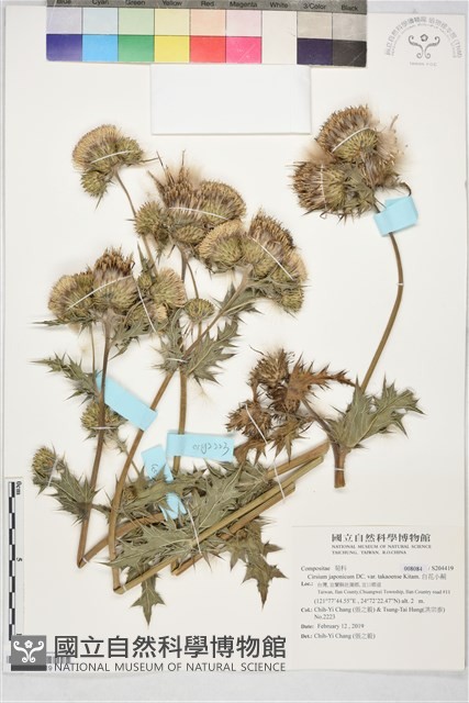 白花小薊藏品圖，第1張