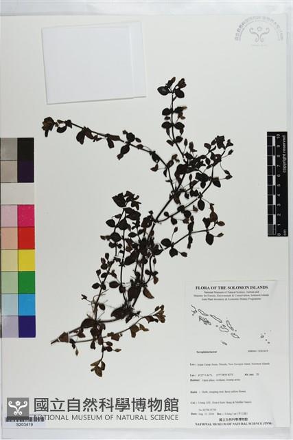 登錄號:S203419藏品圖，第1張