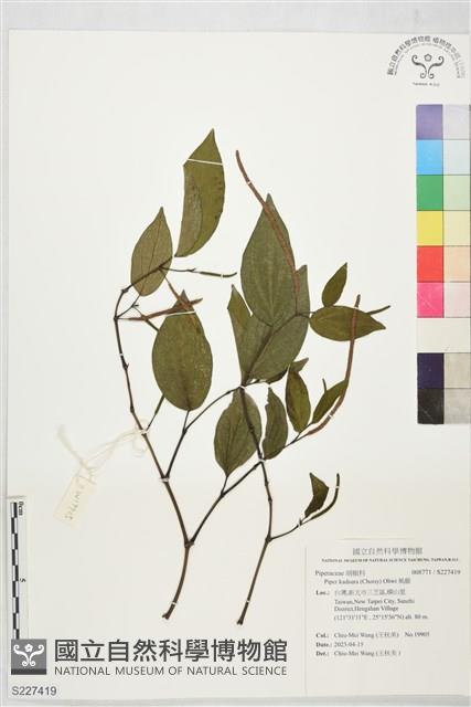 風藤藏品圖，第1張