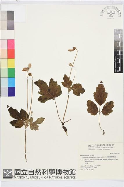 Accession Number:S037119 Collection Image, Figure 2, Total 2 Figures