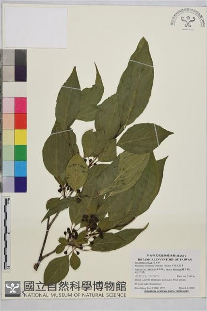 中原氏鼠李藏品圖，第1張