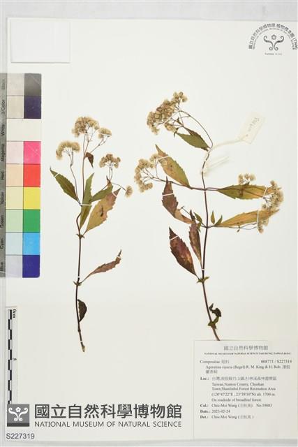 澤假藿香薊藏品圖，第1張