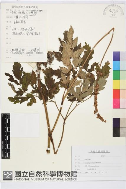 單穗升麻藏品圖，第1張