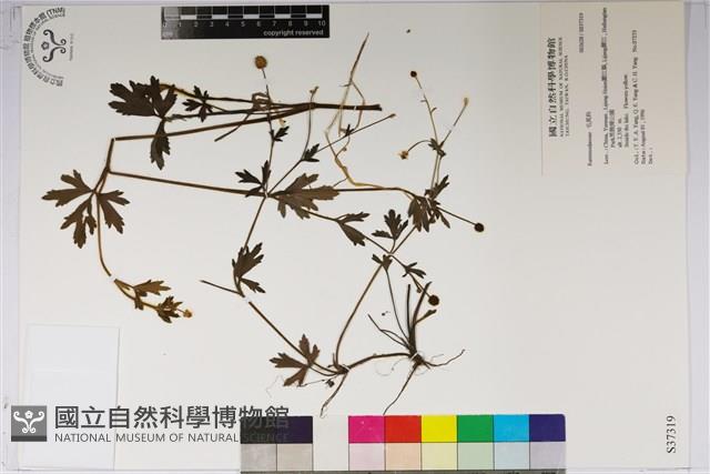 登錄號:S037319藏品圖，第1張