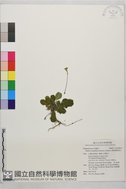 倒卵葉裂緣花藏品圖，第1張