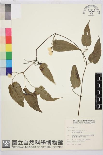 亨利氏鐵線蓮藏品圖，第2張