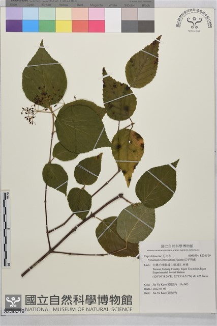 紅子莢迷藏品圖，第1張