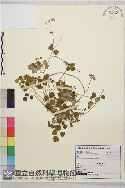 傅氏唐松草藏品圖，第1張