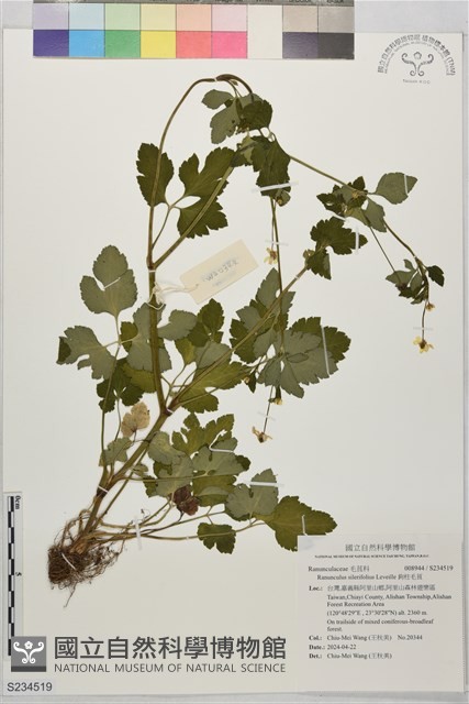 鉤柱毛茛藏品圖，第1張