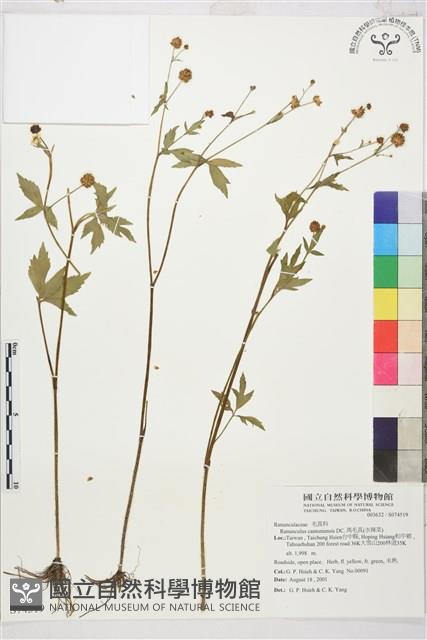 水辣菜、禺毛茛藏品圖，第1張