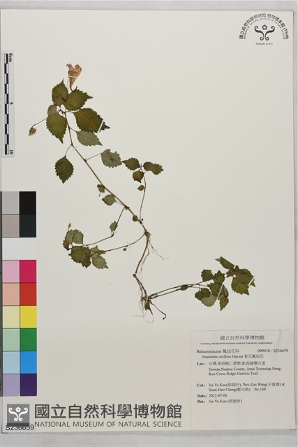 紫花鳳仙花藏品圖，第1張