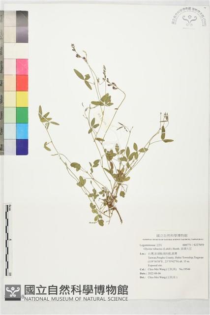 澎湖大豆藏品圖，第1張