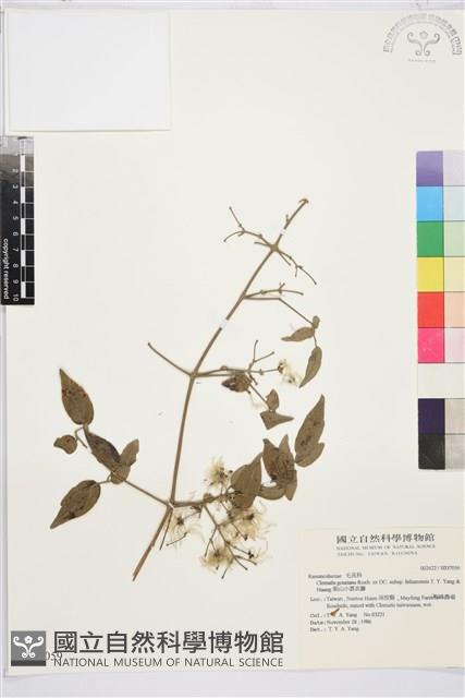 梨山小蓑衣藤藏品圖，第2張