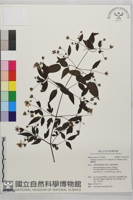 田村氏鐵線蓮藏品圖，第1張
