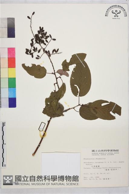 大黃鱔藤藏品圖，第1張