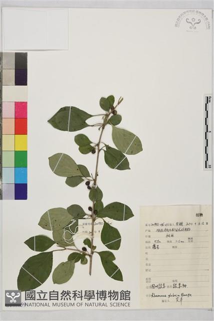 圓葉鼠李藏品圖，第1張