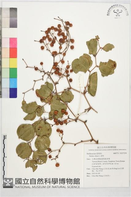 菝契藏品圖，第1張