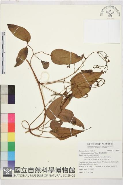 麥氏鐵線蓮藏品圖，第2張