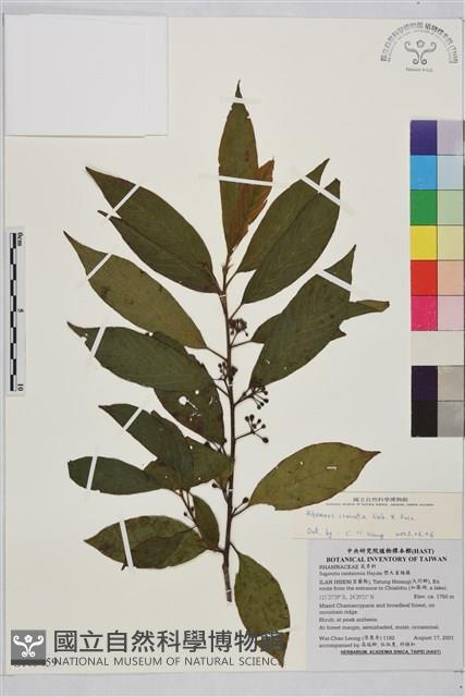 鈍齒鼠李藏品圖，第1張