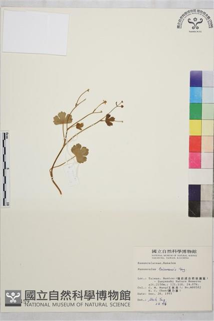 鹿場毛茛藏品圖，第1張