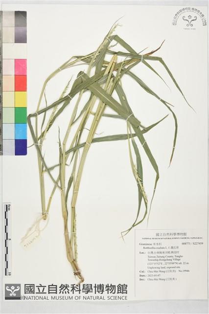 羅氏草藏品圖，第1張