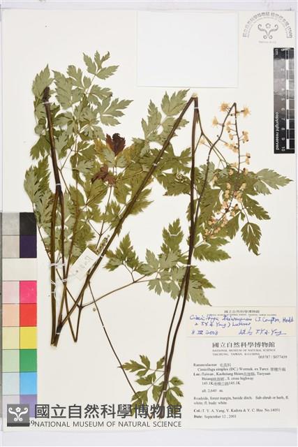 台灣升麻藏品圖，第1張