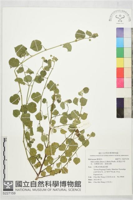 澎湖金午時花、長梗黃花稔、落地金錢藏品圖，第1張