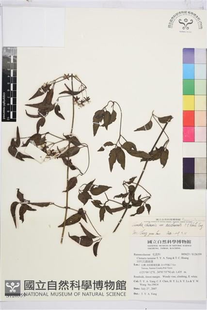 大肚山威靈仙藏品圖，第1張