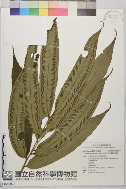 伊藤氏原始觀音座蓮藏品圖，第1張