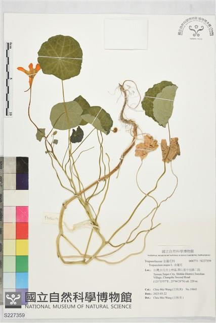 金蓮花藏品圖，第1張