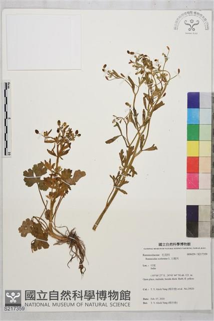 石龍芮藏品圖，第1張